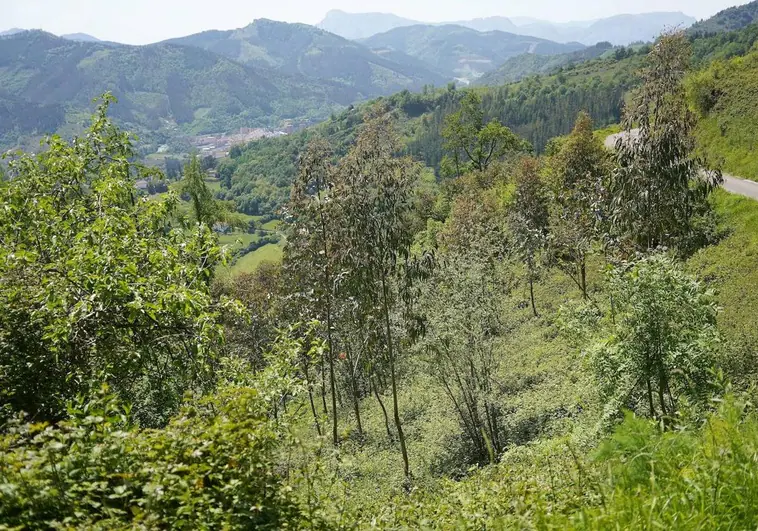 Denuncian la tala de 11.000 árboles en Azpeitia y Berango, el último de varios «sabotajes forestales»